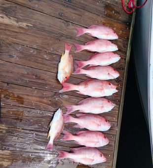 Baby Snappers -Corpus Christi, TX.
