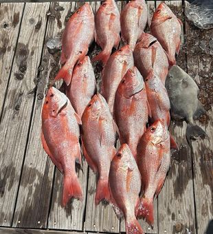 Epic red snapper lineup on the dock!
