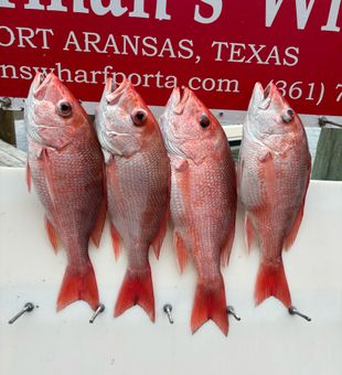 Impressive red snapper haul, Port Aransas!