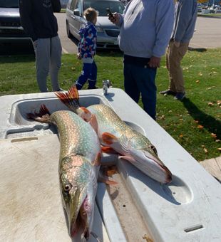 Michigan calling all anglers! Walleye Fishing 
