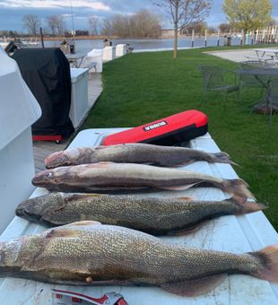 Caught our walleye limits fishing in Saginaw Bay!