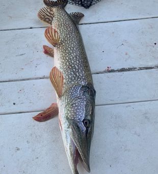 Walleye frenzy in Michigan: let's catch 'em all!