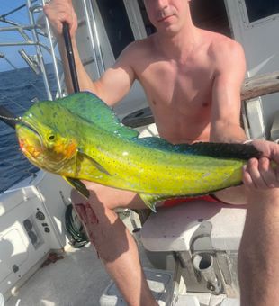Beautiful mahi mahi caught at Pigeon Point Beach!