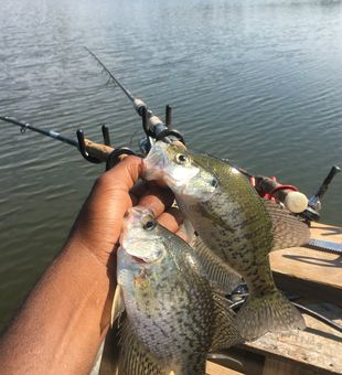 Explore Kentucky’s best crappie fishing spots
