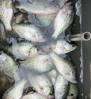 Crappie Fish - Our catch of the day!