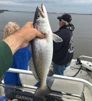Sea Trout: Prized Inshore Catch
