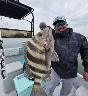 Solid sheepshead catch on a nearshore fishing trip