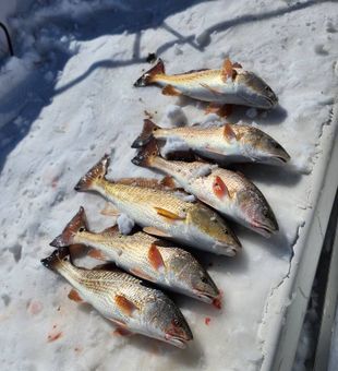 Another bull redfish in the books!