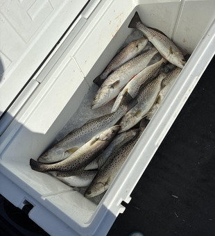 Nice haul of speckled trout using jigging and trolling techniques in clear conditions!