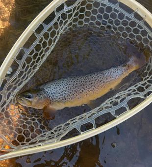 Casting for Trout in the St. Croix River Valley