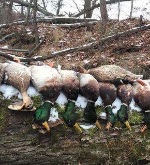 String of Waterfowl