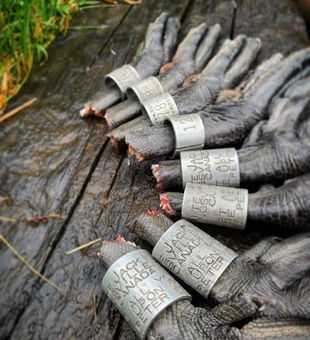 Michigan's Waterfowl Hunting SEP 2022
