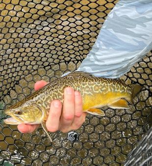 Nothing beats the thrill of a tight line! 