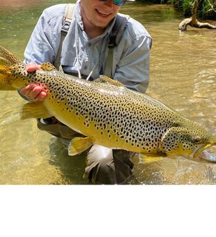 A majestic brown trout caught in crystal-clear wat