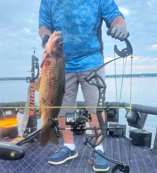 Heavy carp bowfishing catch