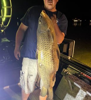 Massive carp bowfishing catch