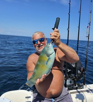 Colorful Hogfish on an Oak Island offshore fishing charter