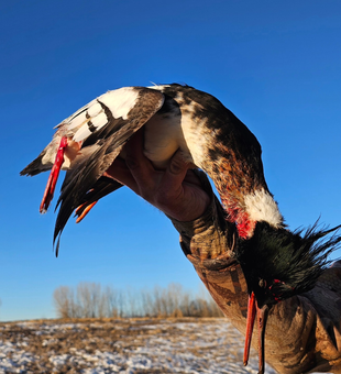 Experience the wild side of Colorado