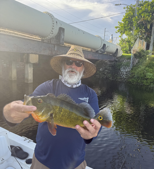 Nice peacock bass on light tackle! Trolling produced this exciting catch.