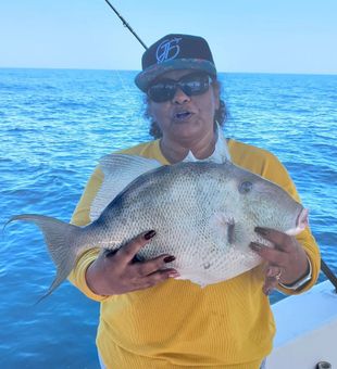 Hooked a Triggerfish in the Gulf Coast