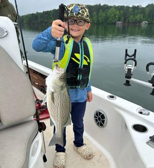 Young chaser, South Carolina style.