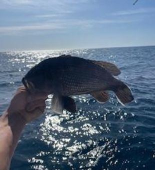 Chasing coastal bites and salty vibes in Morehead City, North Carolina.