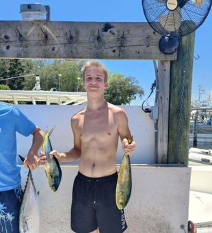 Fresh mahi mahi catch on a deep sea fishing charter