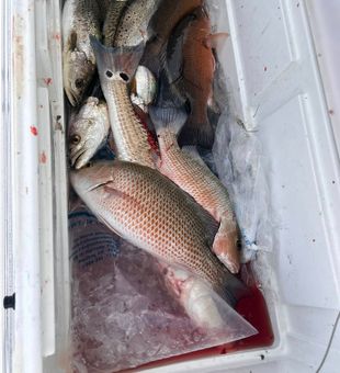 Bucket almost full - Pensacola, FL.