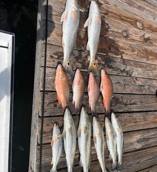 Tasty Fish Meat for Lunch! - Pensacola, FL.