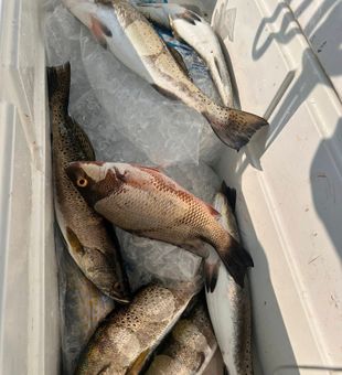 Easy Bucket - Pensacola, FL.