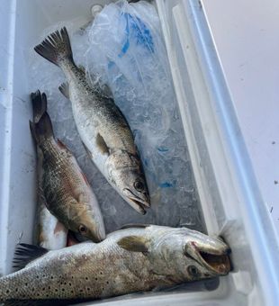 Starting off with trouts - Pensacola, FL.