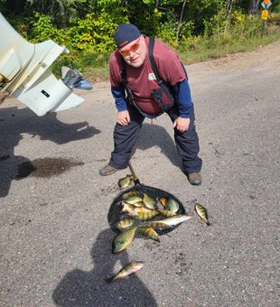 Yellow Perch season in full swing