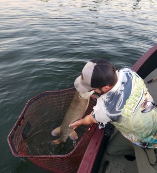 Strong muskie release on a smooth evening bite.
