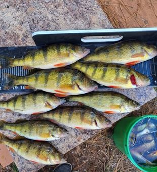 Casting for perch at sunrise