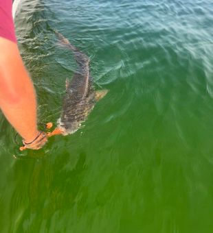 Powerful Cobia release!