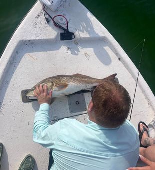 Impressive Redfish measured on deck!