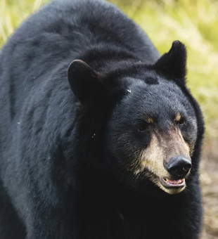 Bold Black Bear Encounter