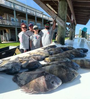 Sheepshead success in Gulf Shores