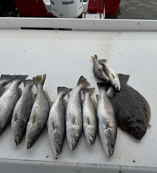 Anglers reeled in a whopping 9 Spotted Weakfish from the Fort Morgan Marina using a variety of techniques.
