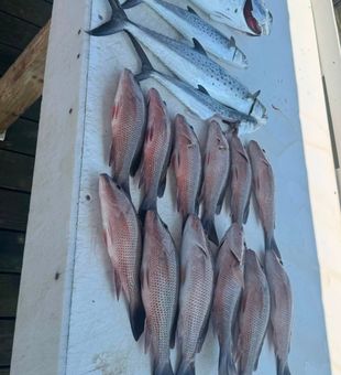 Impressive Spanish mackerel and snapper haul.
