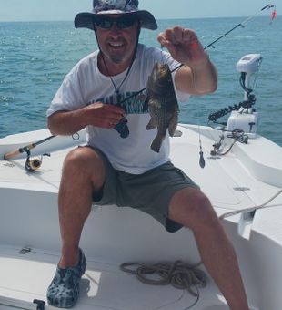 Sea bass from inshore waters