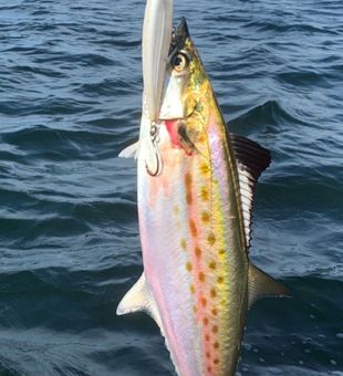 Spanish Mackerel action with Captain Quick