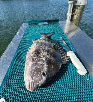 Sheepshead ready to fillet!
