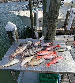 Mixed bag – Red Snapper, Sheepshead