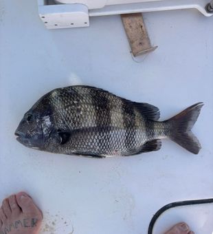 Sheepshead on deck!