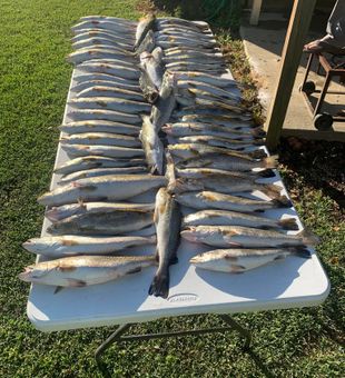 Fantastic speckled trout haul from St Bernard waters!