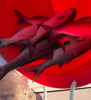 Fresh fish hauled in during Easton MD fishing tour!
