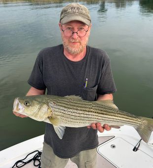 Beautiful striped bass from Easton MD waters!