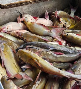 Freshly caught channel catfish