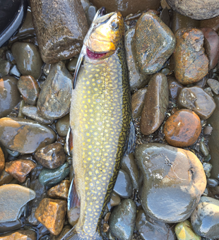 Beautiful brook trout landed at Sebago Lake Maine!